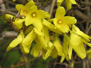 Image showing forsythia flower