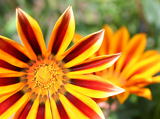 Image showing gazania  tiger daybreak