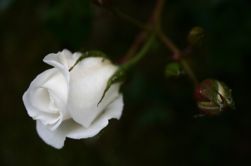 Image showing white rose