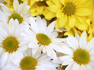 Image showing daisies - chrysanthemum maximum