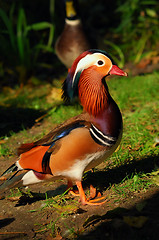 Image showing Mandarin duck