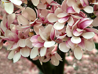 Image showing magnolia tree blooming in Spring