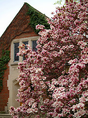 Image showing magnolia tree by a church