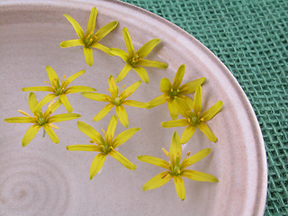 Image showing floating spring flowers