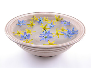 Image showing floating spring flowers