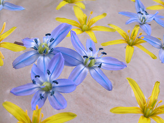 Image showing floating spring flowers