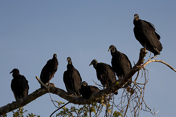 Image showing Vultures roosting