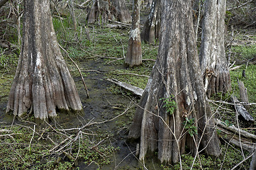 Image showing Cypress trees