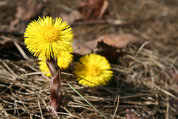 Image showing Tussilago farfara