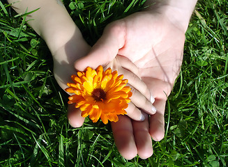 Image showing Summer flower