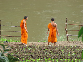 Image showing Buddhist monks. Luang Prabang. Laos