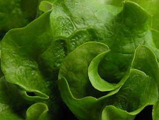 Image showing Green lettuce