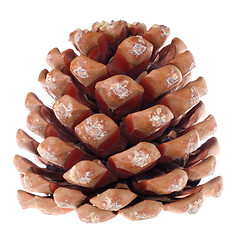 Image showing Cedar cone