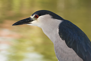 Image showing Black Crowned Night Heron.