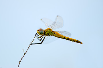 Image showing Dragonfly