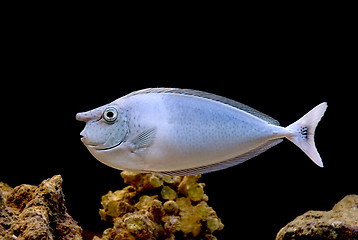 Image showing Fish