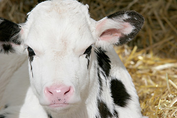 Image showing calf closeup