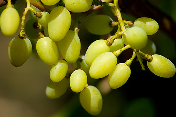 Image showing Grape