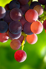 Image showing Grape