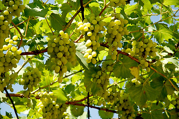 Image showing Grape