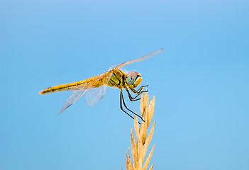 Image showing Dragonfly