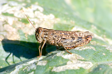 Image showing Grasshopper