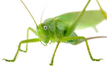 Image showing Locust