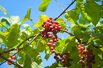 Image showing Grape