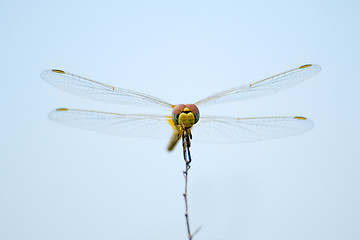 Image showing Dragonfly