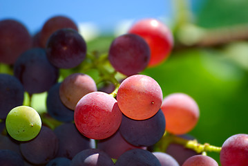 Image showing Grape