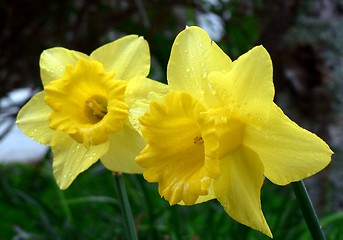 Image showing daffodils