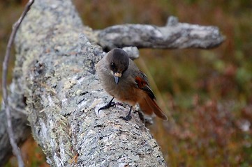 Image showing Siberian Jay