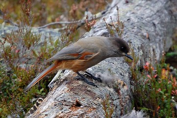 Image showing Siberian Jay