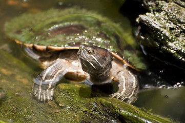 Image showing Freshwater turtle.