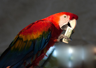 Image showing parrot eating 1 dollar bank note