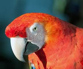 Image showing colorful parrot