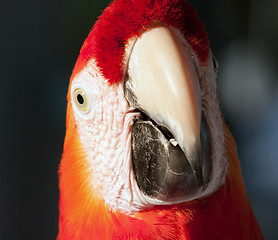 Image showing colorful parrot