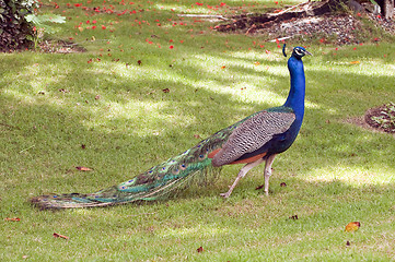 Image showing Colorful peacock.