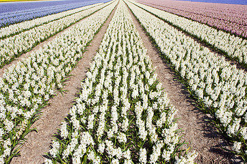 Image showing Flowerbed