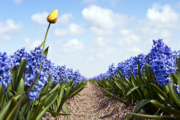 Image showing Tulip and Hyacinths