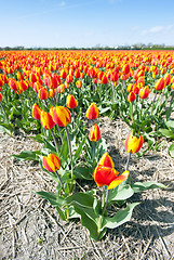 Image showing Millions of tulips