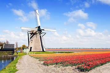 Image showing Windmill and flower fields