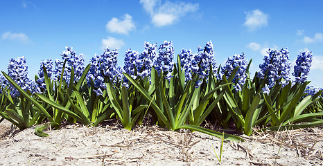 Image showing Hyacinths