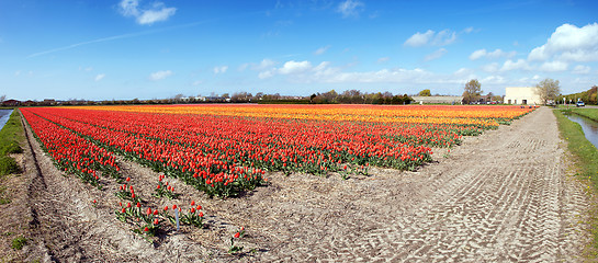 Image showing Endless tulips