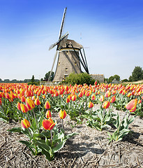 Image showing Windmill and tulips