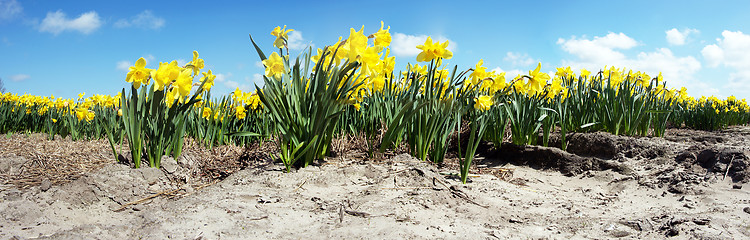Image showing Narcissus Field