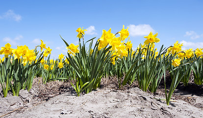 Image showing Daffodil Flower bed