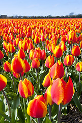 Image showing Tulip flower bed