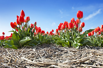 Image showing Tulips