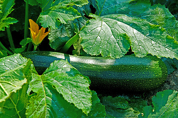 Image showing Courgette